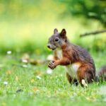 How To Get Rid Of Squirrels In Your Attic And Walls