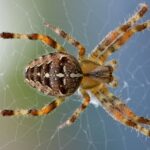 How To Remove Spider Webs From Your Home Permanently