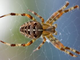 How To Remove Spider Webs From Your Home Permanently