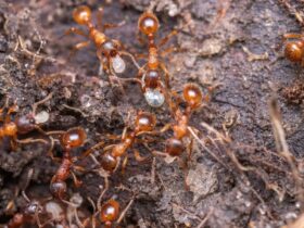 How To Get Rid Of Red Ants Outside