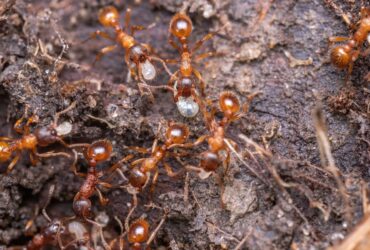 How To Get Rid Of Red Ants Outside