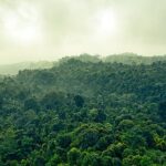 Jungle vs Rainforest