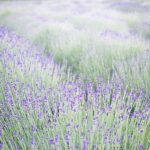 Can Lavender Grow In The Shade