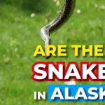 Are There Snakes in Alaska
