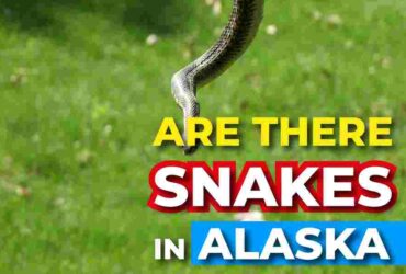 Are There Snakes in Alaska