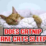 Does Catnip  Make Cats Sleepy