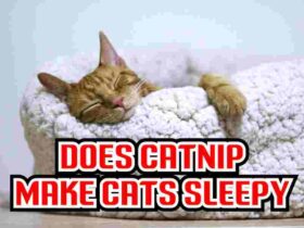 Does Catnip  Make Cats Sleepy