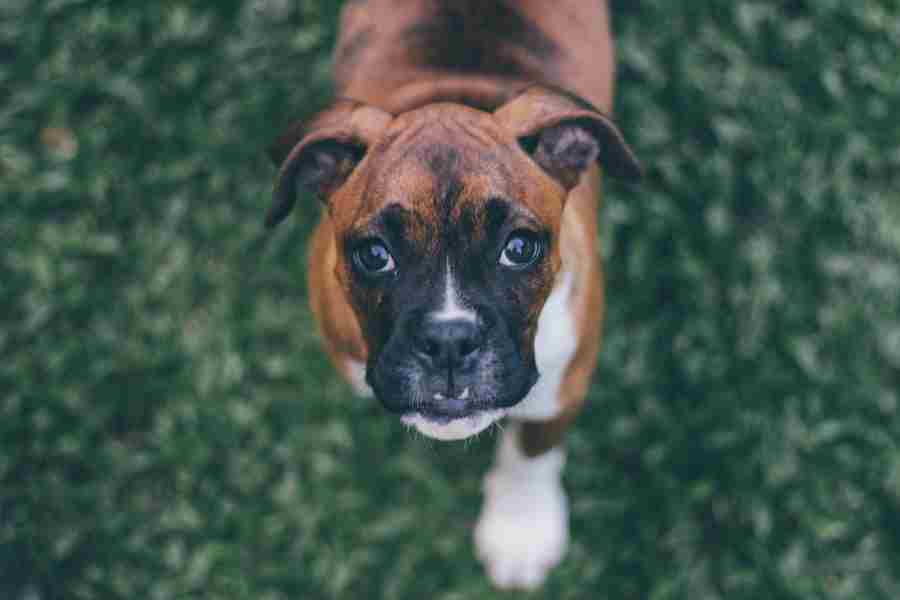 Are Boxers Born with Tails