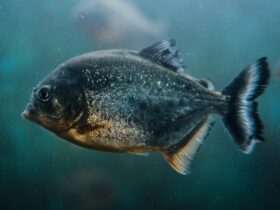 Can You Eat Piranha Fish