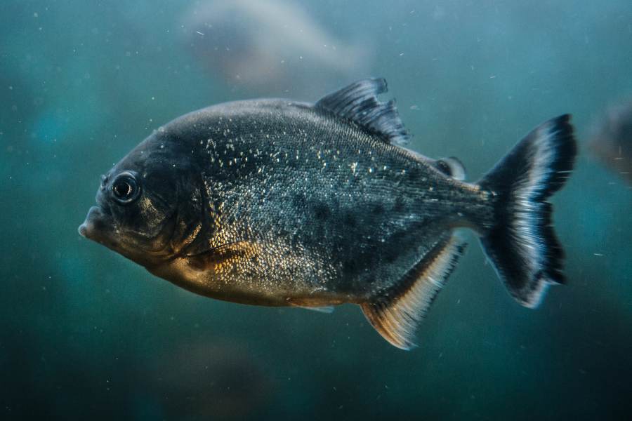 Can You Eat Piranha Fish