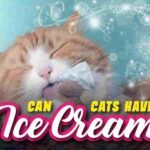Can Cats Have Ice Cream