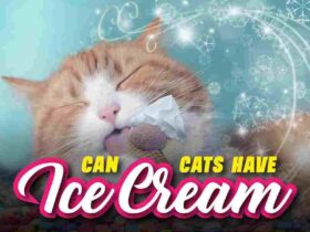 Can Cats Have Ice Cream