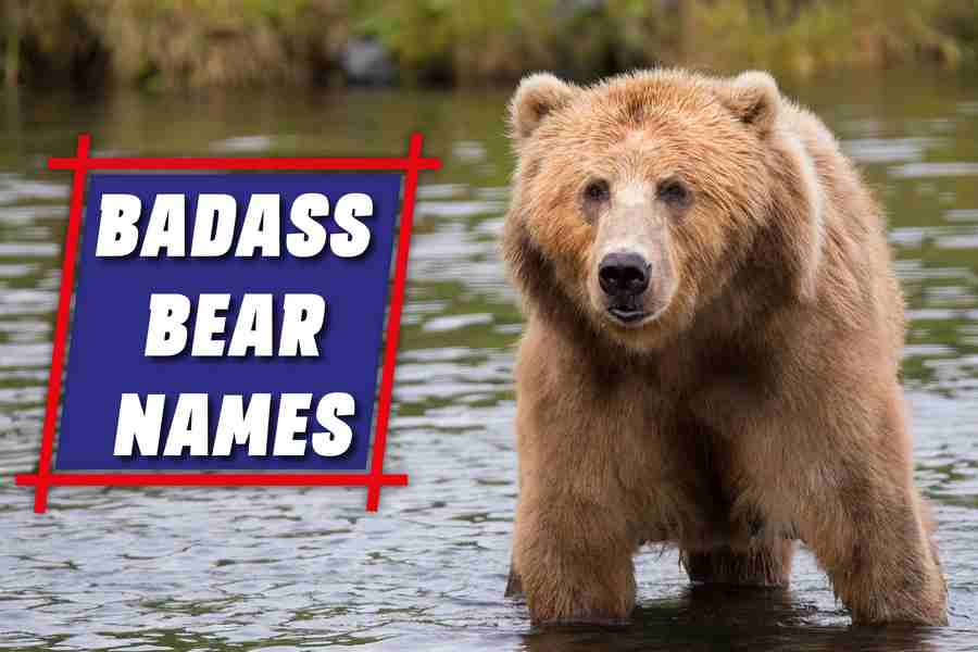 Badass Bear Names