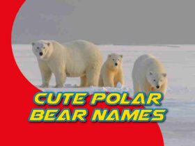 Cute Polar Bear Names