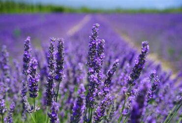 Does lavender come back every year