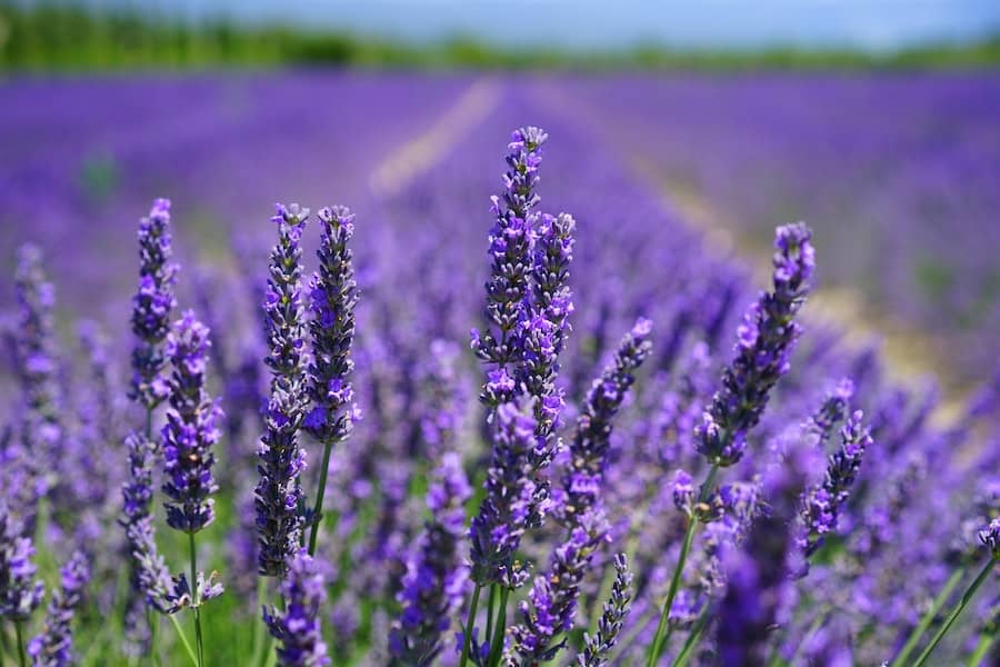 Does lavender come back every year