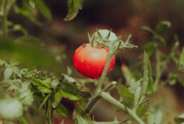 Are Tomato Plants Perennial