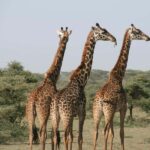 Good Giraffe Names