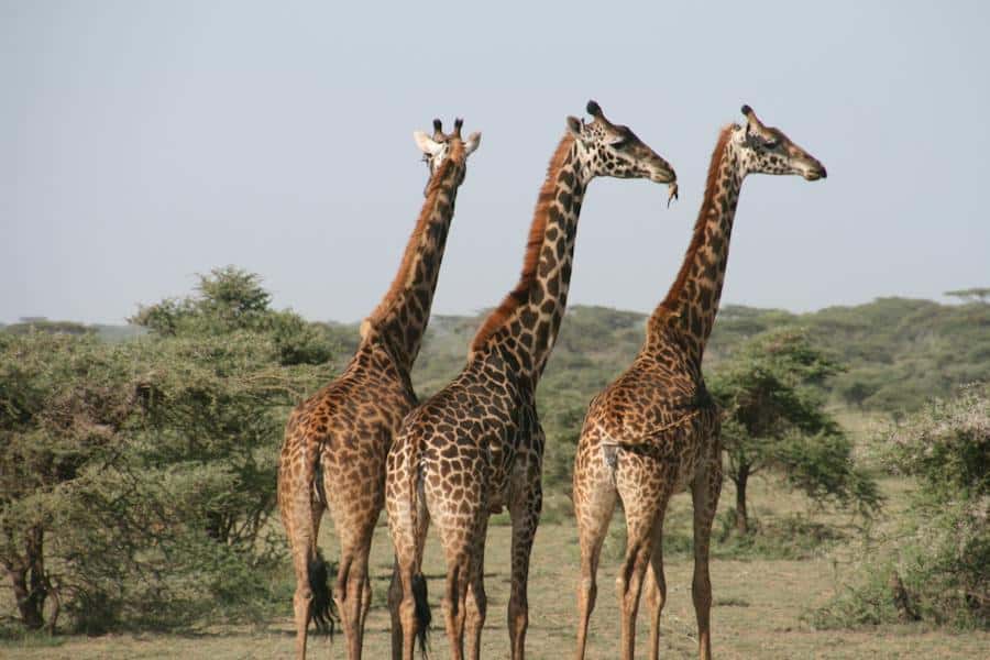 Good Giraffe Names