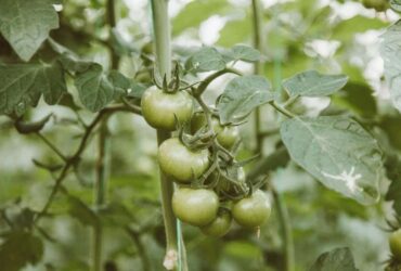 How To Add Calcium To Tomato Plants