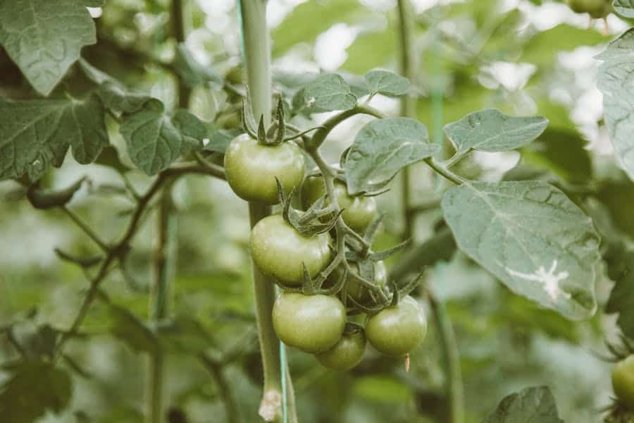 How To Add Calcium To Tomato Plants