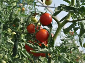 When To Fertilize Tomato Seedlings