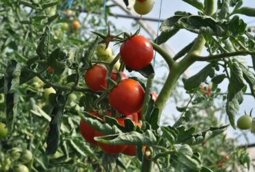 When To Fertilize Tomato Seedlings