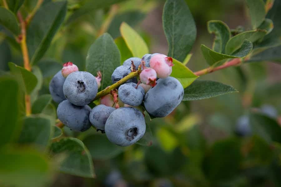 What Does A Huckleberry Look Like